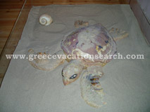 Caretta Center 2